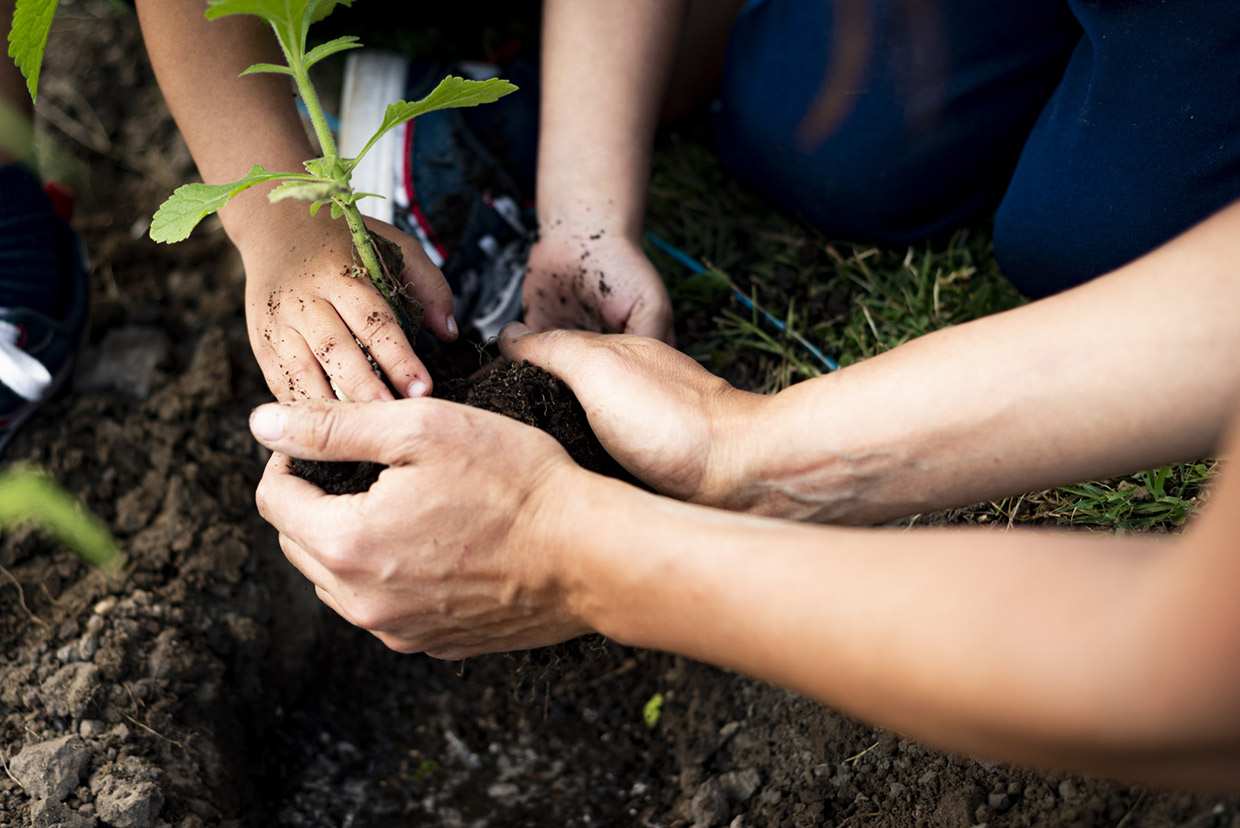 Las manos de un adulto y de un alumno plantando juntas un plantín en la tierra